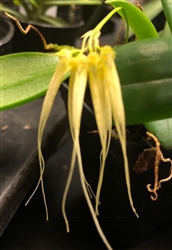 Bulbophyllum tingabarinum v. aurea