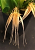 Bulbophyllum tingabarinum v. semi-alba