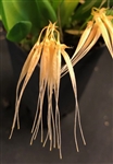 Bulbophyllum tingabarinum v. semi-alba