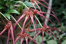 Bulbophyllum wendlandianum