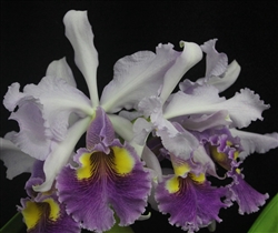 Cattleya Hardyana v. coerulea 'Natural World' x self