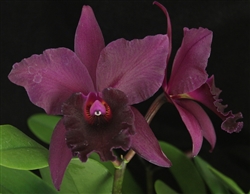 Rth. Mem. Luciano Pavarotti 'Valley Isle' AM/AOS x self