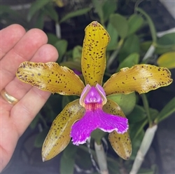 Cattleya Something Else (schilleriana x bicolor)