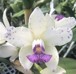 Cattleya amethystoglossa v. coerulea