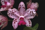 Cattleya amethystoglossa