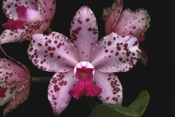 Cattleya amethystoglossa