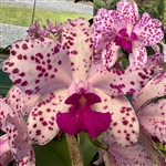 Cattleya amethystoglossa ('Spotted Charm' x 'Exotic Grandeur')