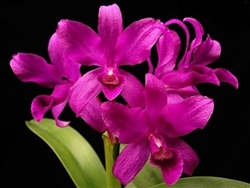 Cattleya bowringiana