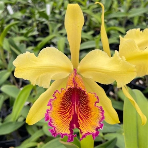 ［洋蘭原種］C. dowiana v. aurea (3N) Cattleya dowiana v. aurea