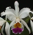 Cattleya gaskelliana v. semi-alba