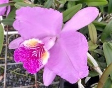 Cattleya lueddemanniana v. tipo