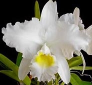 Cattleya lueddemanniana v. alba