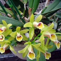 Cattleya luteola