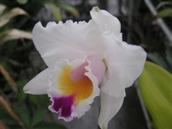 Cattleya quadricolor