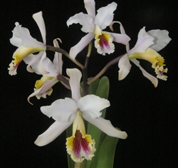 Cattleya rex v. Ayacucho