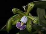 Cattleya schilleriana v. coerulea 'Maui Seas' AM/AOS