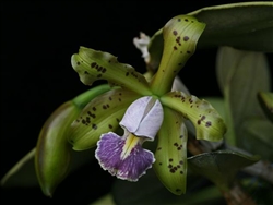 Cattleya schilleriana v. coerulea 'Maui Seas' AM/AOS