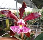 Cattleya schilleriana