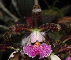 Cattleya schilleriana