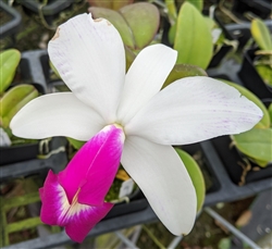 Cattleya violacea v. semi-alba