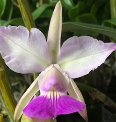 Cattleya walkeriana ('Divina' x CH #3) x (semi-alba x Estrellada Colina HCC)sib alba