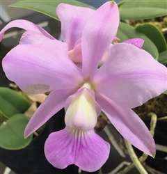 Cattleya walkeriana ('Divina' x CH #3) x (semi alba x Estralada D Colina HCC)