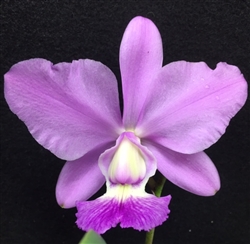 Cattleya walkeriana alba x flamea 'Divina'