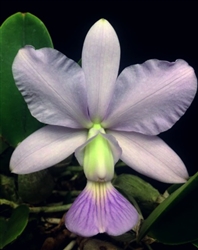 Cattleya walkeriana frm. coerulea (C.H. #3 x Edward x sib coerulea 'OE')