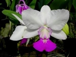 Cattleya walkeriana var. semi alba...