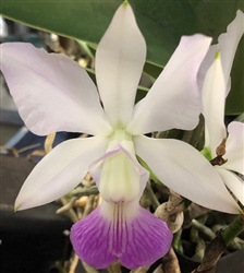 Cattleya walkeriana var. semi-alba x sib x semi-alba