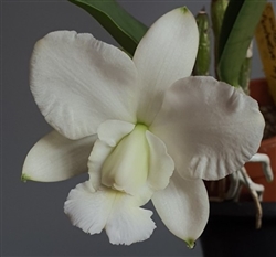 Cattleya walkeriana 'Pendentive' SM/JOGA x alba