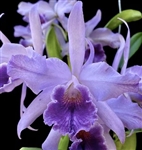 Cattleya Adrienna de Wavrin v. coerulea (warscewiczii v. coerulea 'La Floresta' x maxima var. coerulea 'Blue Sky')