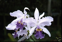 Cattleya gigas coerulea â€˜Angaritaâ€™