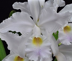 Cattleya warscewiczii v. coerulea