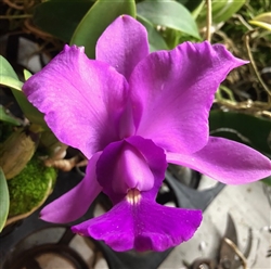 Cattleya walkeriana 'Lavender'