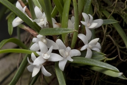 Ceratostylis philippinensis