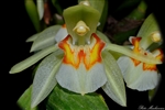 Coelogyne assamica