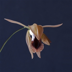 Coelogyne xyrekes