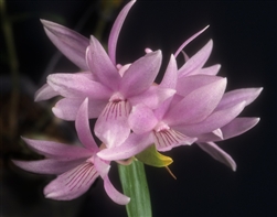 Dendrobium ceraula 'Ricardo'