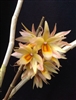 Dendrobium cymboglossum
