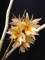 Dendrobium cymboglossum