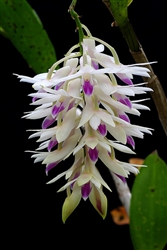 Dendrobium amethystoglossum species