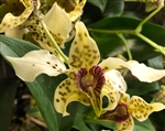 Dendrobium Quintal Express (atroviolaceum x Kaila Quintal)