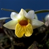 Dendrobium bellatulum