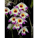 Dendrobium falconeri species