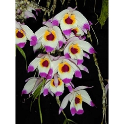 Dendrobium falconeri species