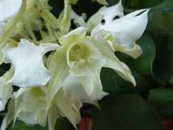 Dendrobium forbesii v. alba
