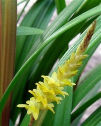 Dendrochilum javieriense