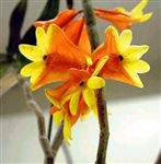 Dendrobium wentianum