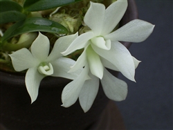 Dendrobium prasinum